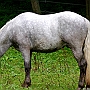 Spanish Norman Horse 1 (24)